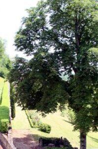 Image du château