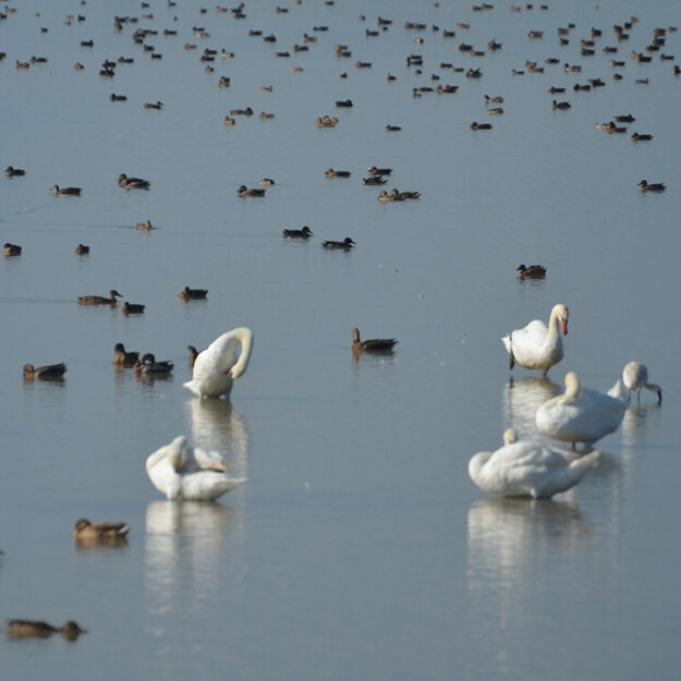 Réserve Naturelle de Saint-Denis-du-Payré