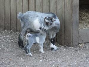 Europe, Centre, France, Val de Loire, Touraine, Visites Parc et jardin du Château de Valencay